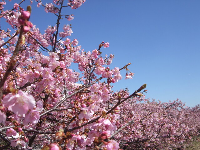 河津桜