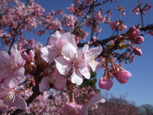 河津桜