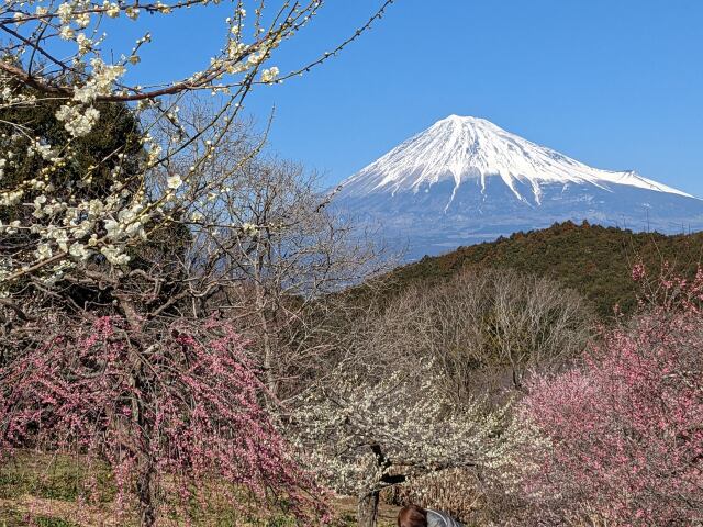 富士山と梅林