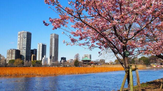 不忍池と河津桜