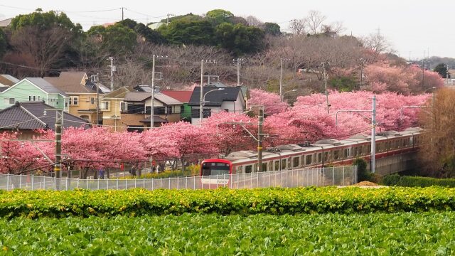 三浦海岸の河津桜と京急電車