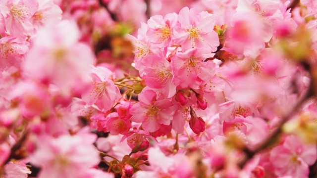 三浦海岸の河津桜