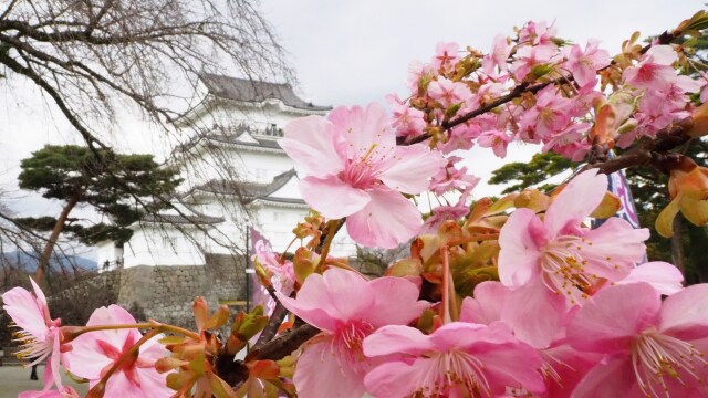 小田原城と河津桜