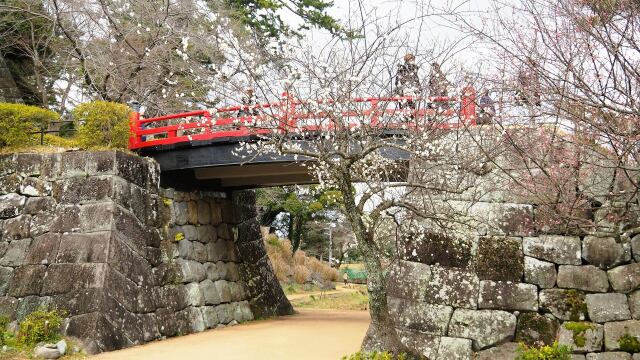 小田原城の梅