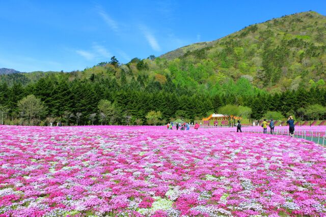 春をつげる花