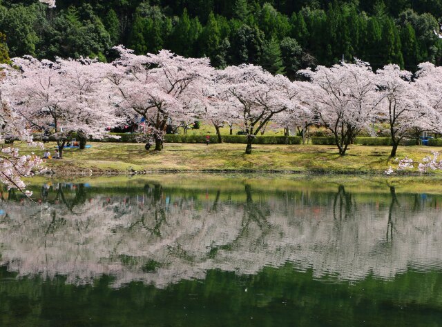 春をつげる花