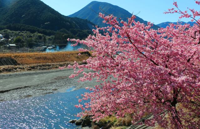 河津桜と清流銚子川