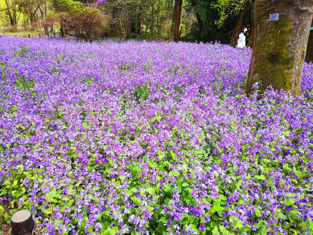 春をつげる花