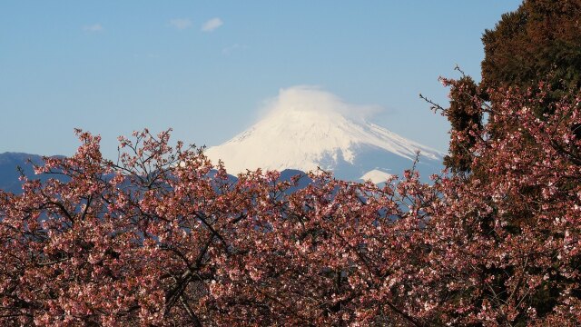 仲春の西平畑公園から望む富士山