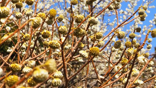 西平畑公園のミツマタ