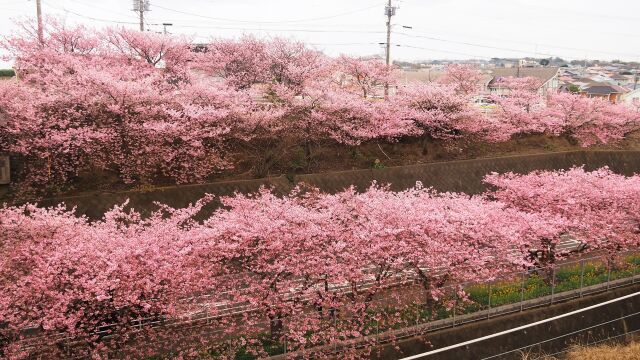 三浦海岸の河津桜