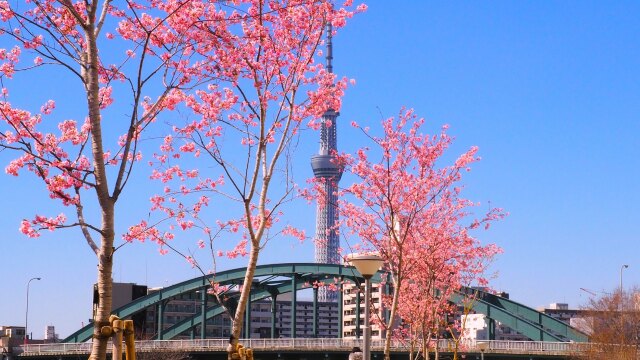 旧中川の河津桜とスカイツリー