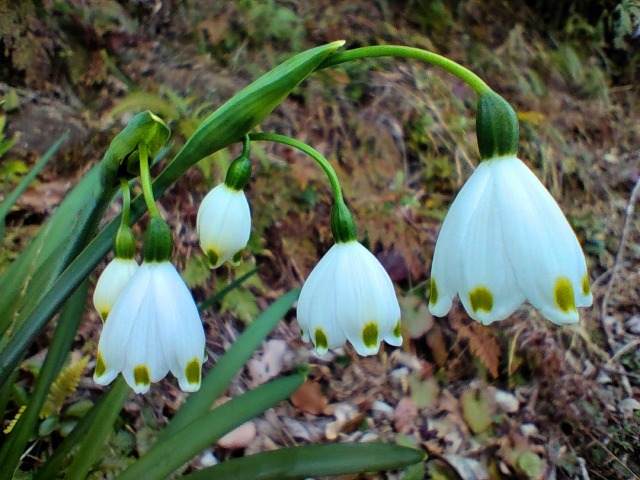 春をつげる花