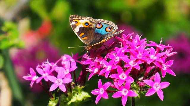 多摩動物公園の花と蝶