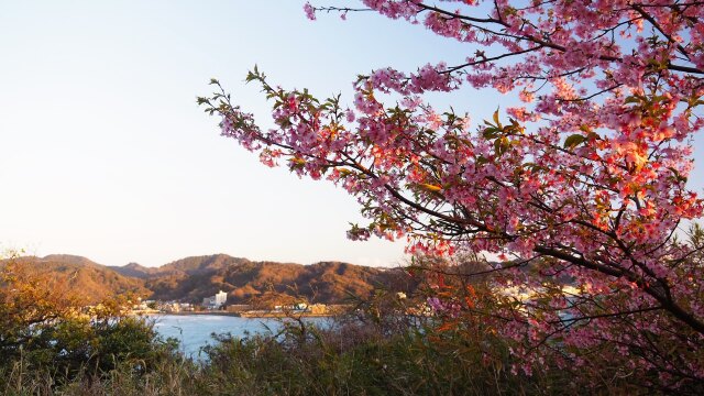 逗子海岸と河津桜