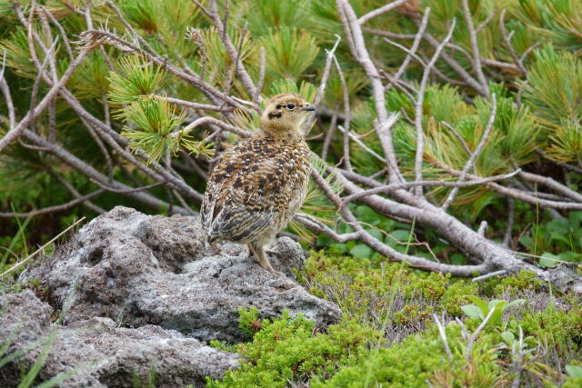 白馬乗鞍岳のチビ雷鳥2