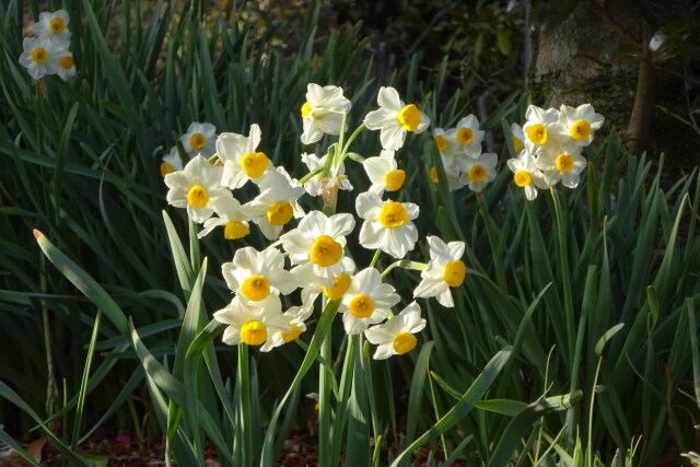 春の光に スイセンの花