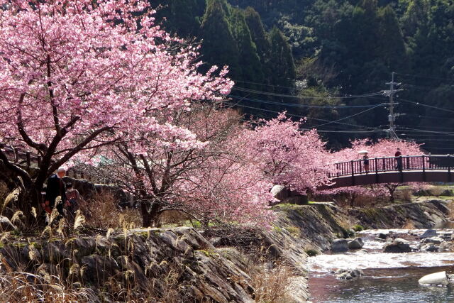 滝への途中に咲く河津桜