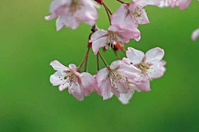 サクランボの花