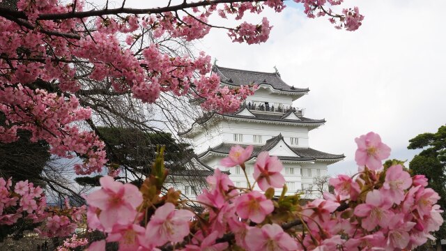 小田原城と河津桜