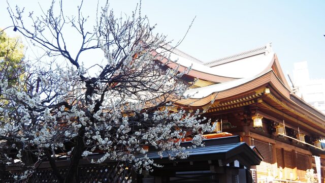 湯島天神の梅