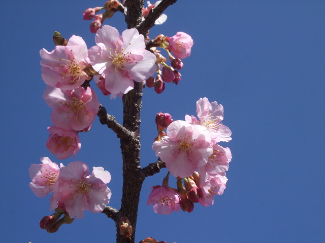 青空に河津桜