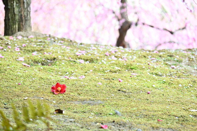 城南宮のこぼれ椿