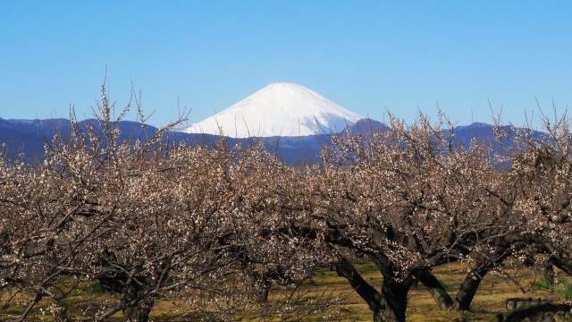 仲春の曽我梅林から望む富士山