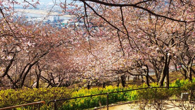 西平畑公園の河津桜と菜の花