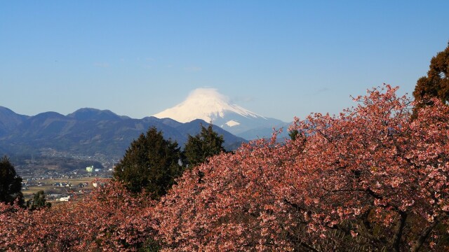 仲春の西平畑公園から望む富士山