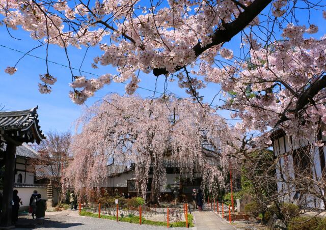 本満寺