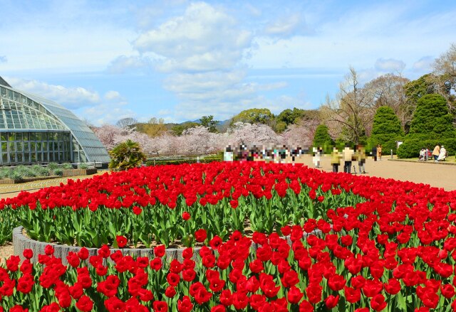 春をつげる花