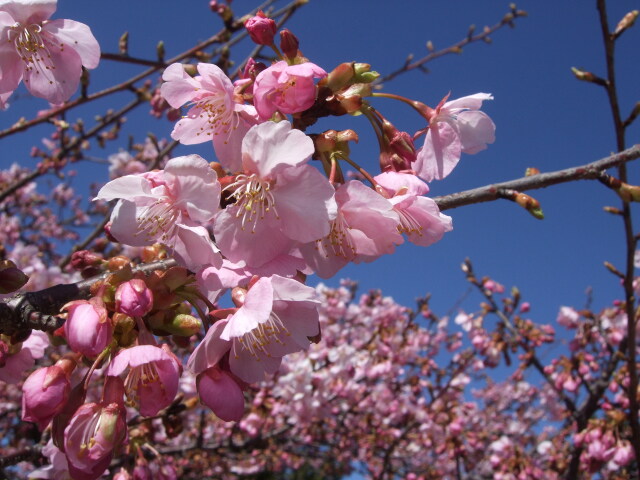 満開♪河津桜