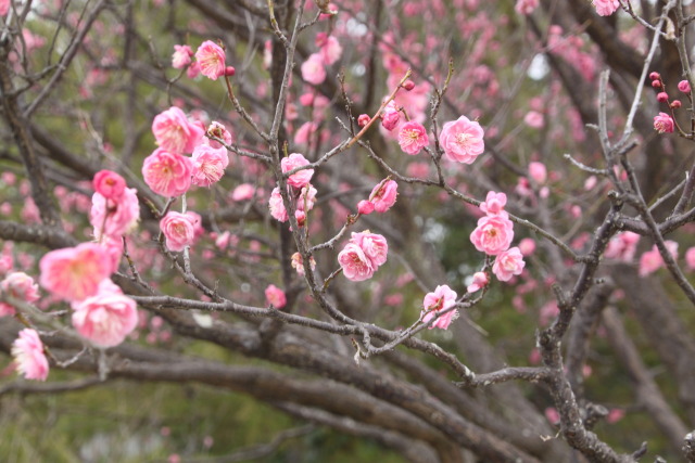 梅の花ピンク
