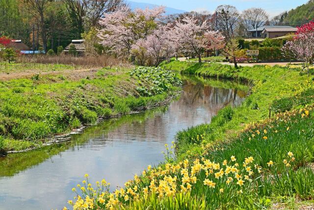 春の忍野