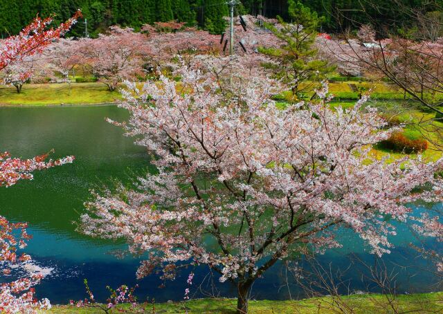 春をつげる花