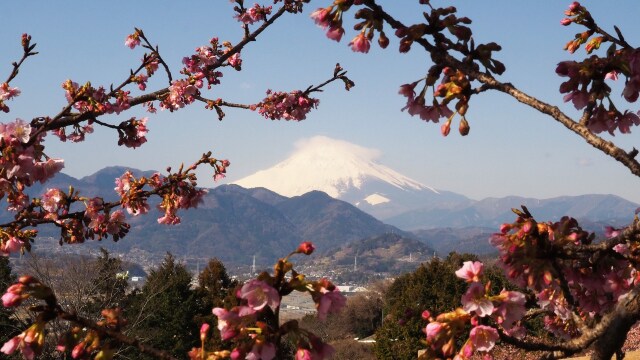 仲春の西平畑公園から望む富士山