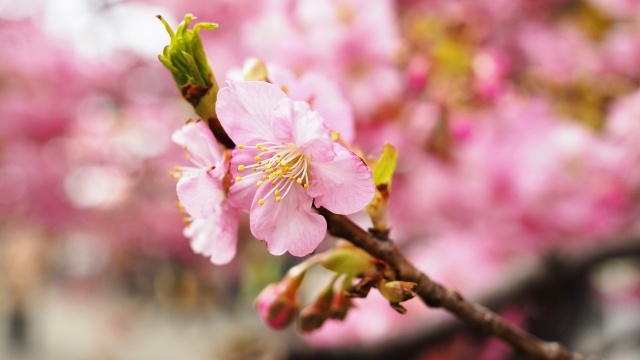 三浦海岸の河津桜