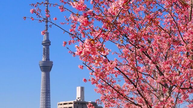 旧中川の河津桜とスカイツリー