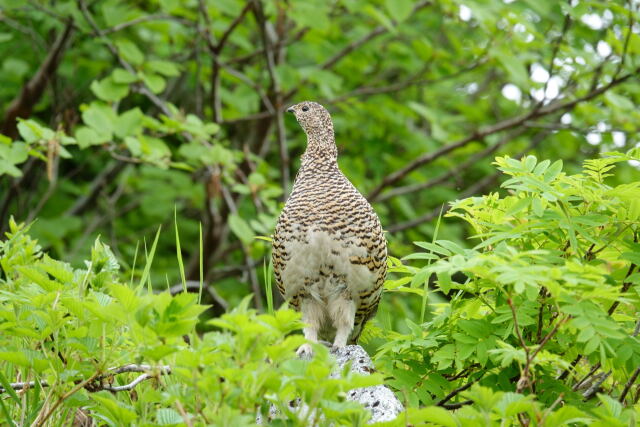 大日岳のママ雷鳥2