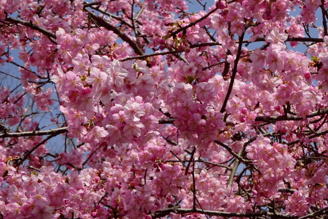 見上げる満開の河津桜