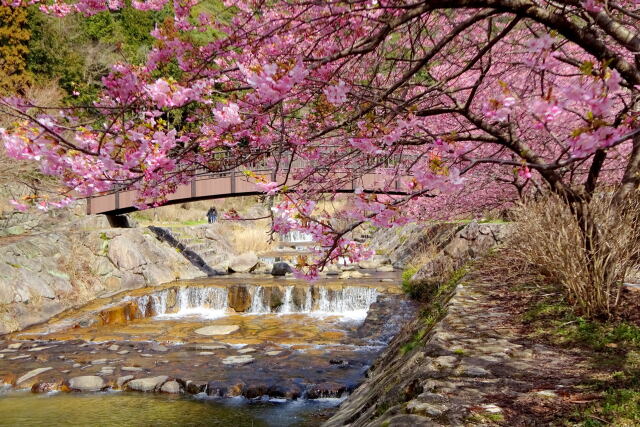 河津桜と小さな滝