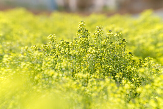 ブロッコリーの花