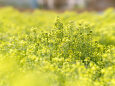 ブロッコリーの花