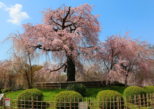 円山公園