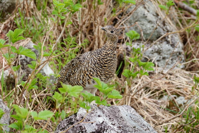 大日岳のママ雷鳥3