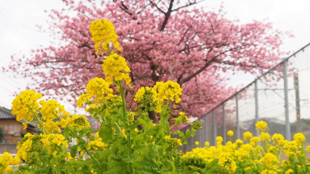 三浦海岸の河津桜と菜の花