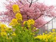 三浦海岸の河津桜と菜の花