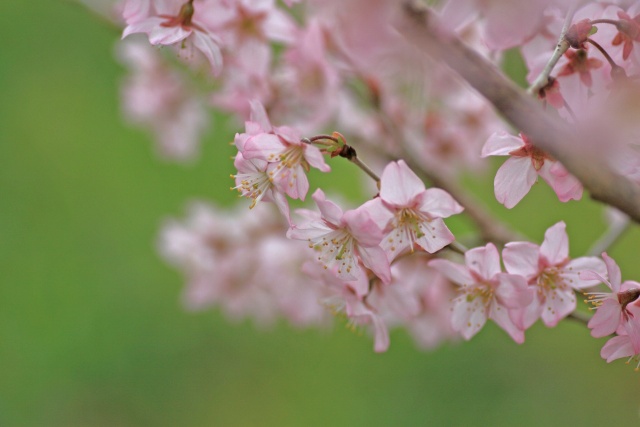 サクランボの花