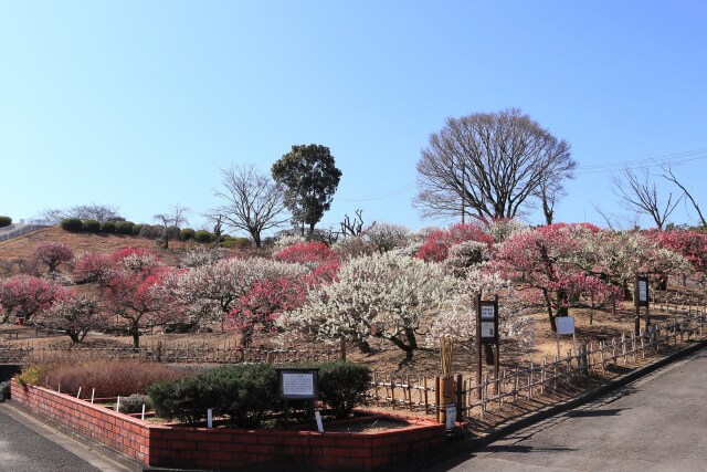 公園の梅林